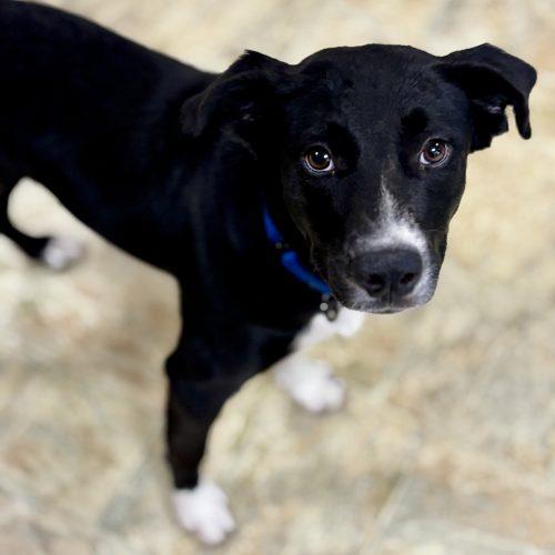 Enlarge Tucker, a Adoptable mixed breed in Bellmawr, NJ image 3/4