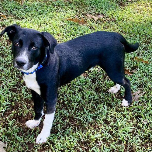 Enlarge Tucker, a Adoptable mixed breed in Bellmawr, NJ image 4/4