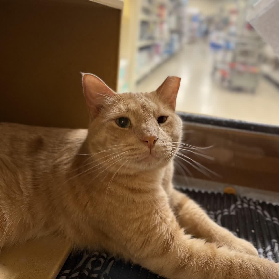 Cottontail (Bonded to Nolan), adoptable, Adult Male American Shorthair.