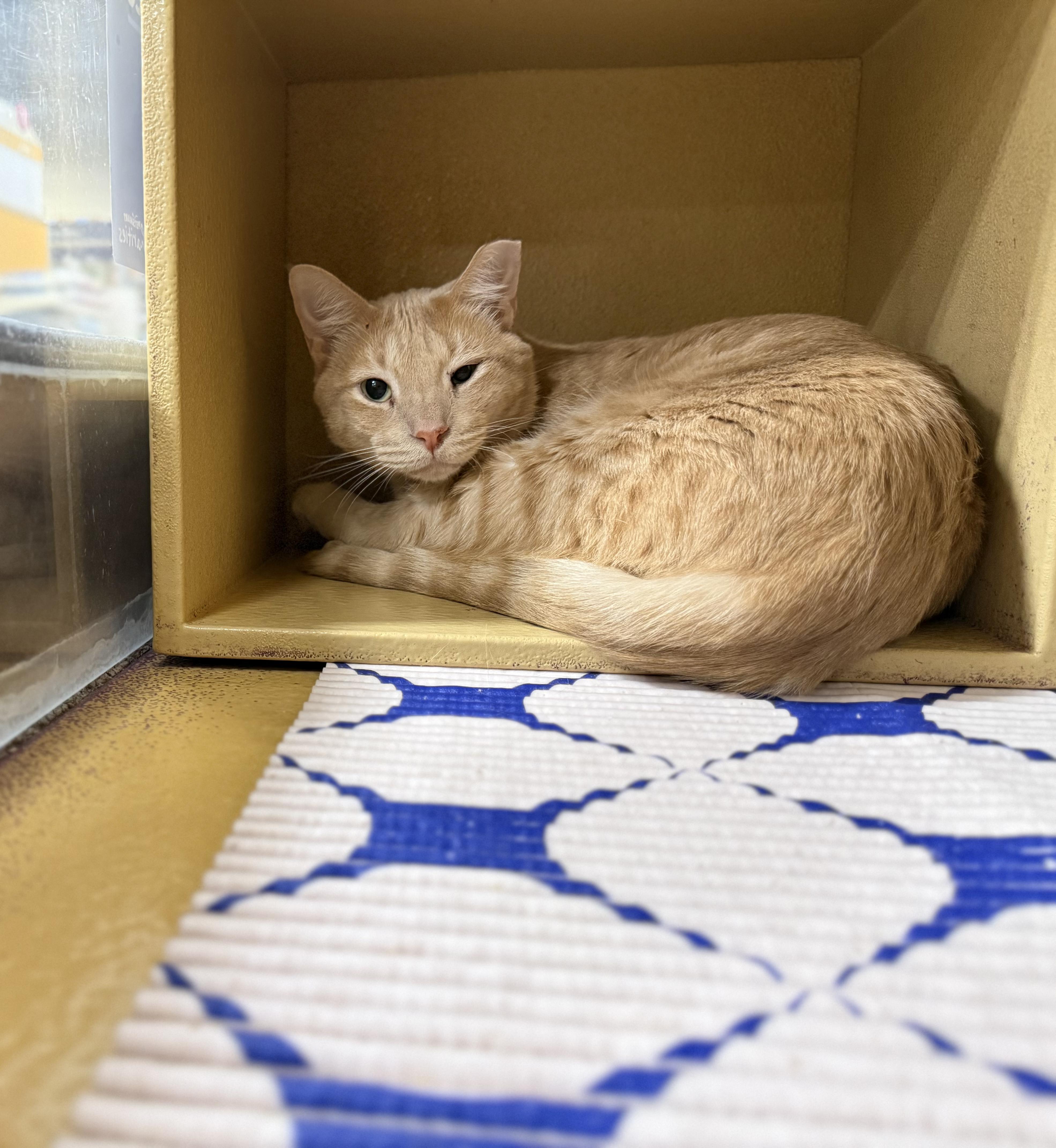 Enlarge Cottontail (Bonded to Nolan), an adoptable American Shorthair in Sunset Valley, TX image 3/4