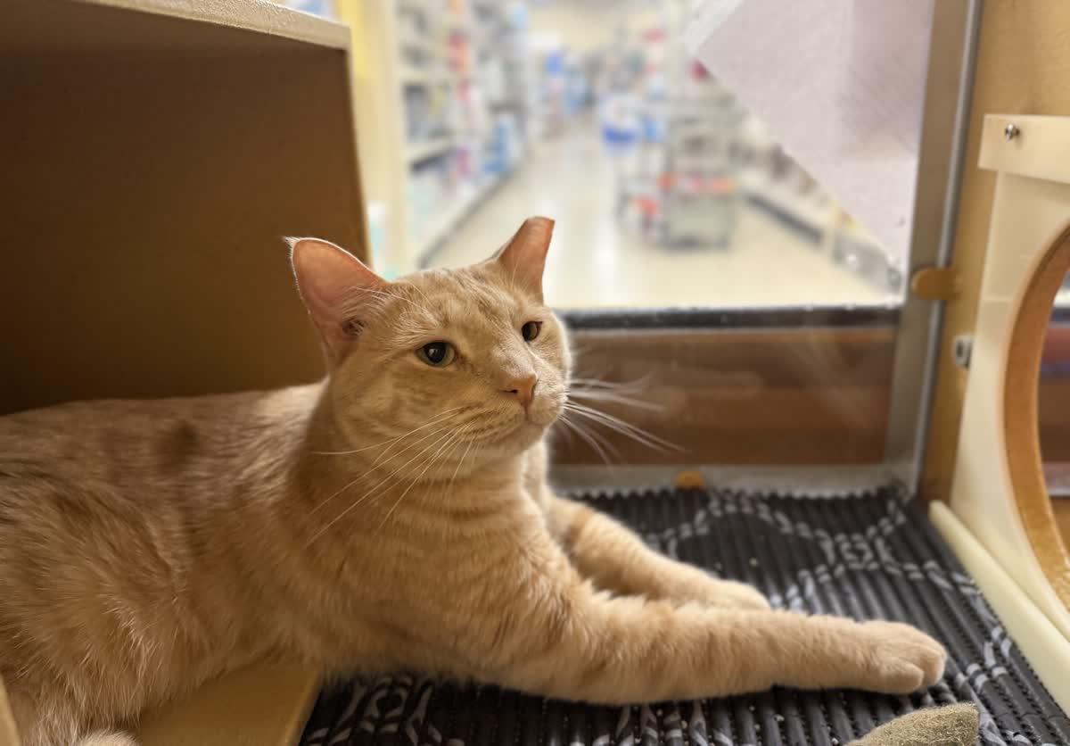 Enlarge Cottontail (Bonded to Nolan), an adoptable American Shorthair in Sunset Valley, TX image 2/4