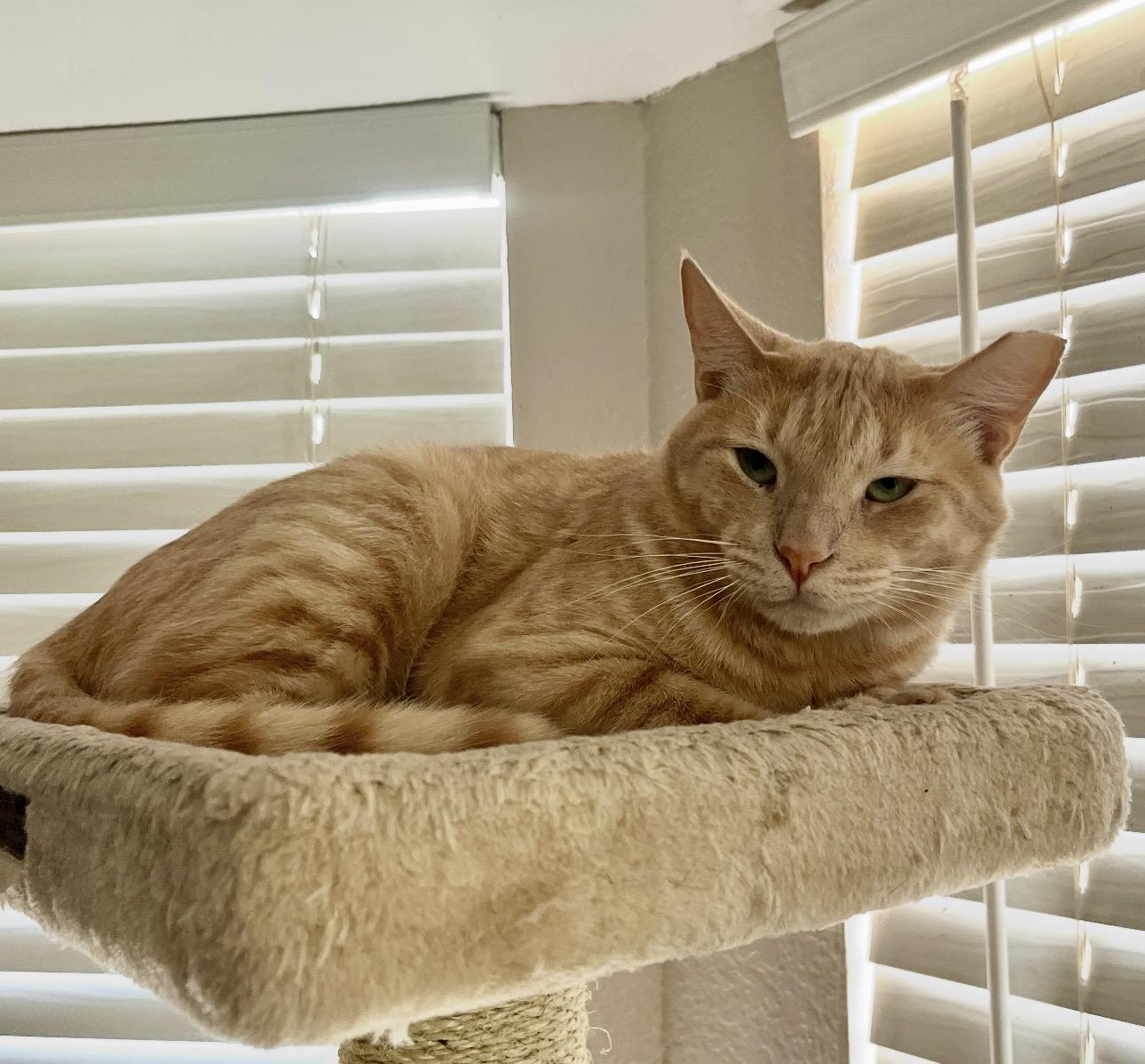 Enlarge Cottontail (Bonded to Nolan), an adoptable American Shorthair in Sunset Valley, TX image 4/4