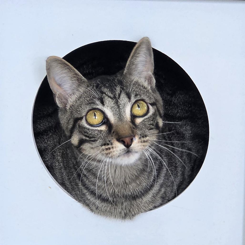 Rootbeer, Adoptable, Young Male Domestic Short Hair.