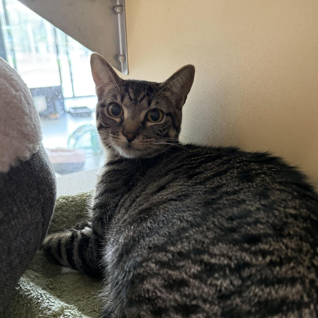 Enlarge Rootbeer, a Adoptable mixed breed in Leander, TX image 1/5