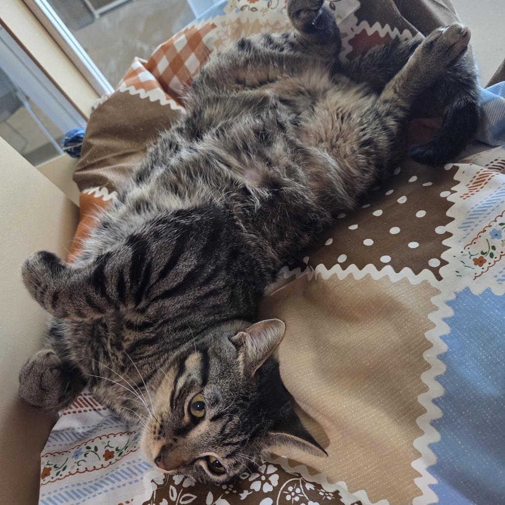 Enlarge Rootbeer, a Adoptable mixed breed in Leander, TX image 2/5