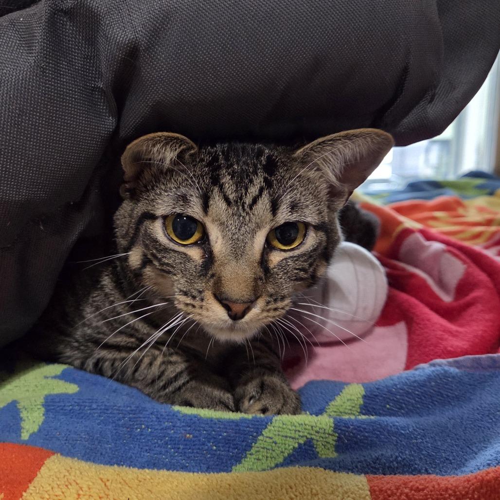 Enlarge Rootbeer, a Adoptable mixed breed in Leander, TX image 3/5