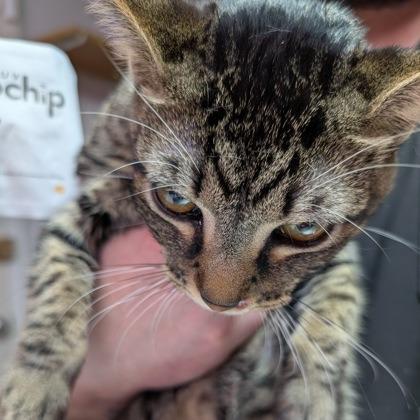 Enlarge Rootbeer, a Adoptable mixed breed in Leander, TX image 4/5