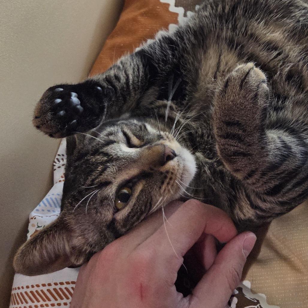 Enlarge Rootbeer, a Adoptable mixed breed in Leander, TX image 5/5