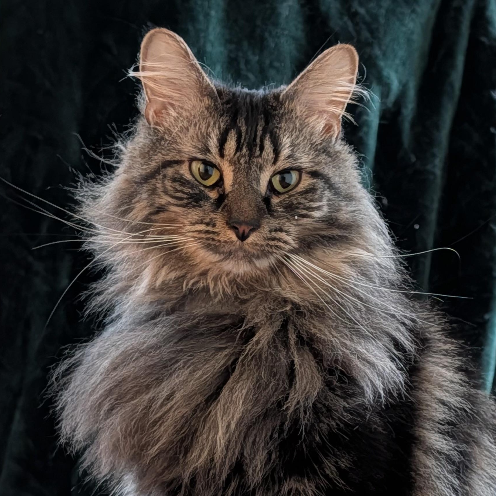 Pickles — thumbnail 2