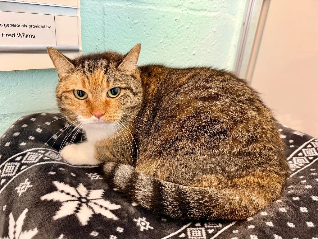 Sarai, Adoptable, Adult Female Domestic Short Hair.