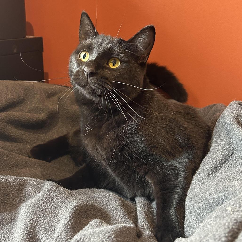 Enlarge Sasha Statoodle 55154, a Adoptable Domestic Short Hair in Eaton Rapids, MI image 1/3