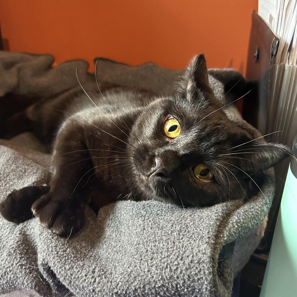 Enlarge Sasha Statoodle 55154, a Adoptable Domestic Short Hair in Eaton Rapids, MI image 2/3