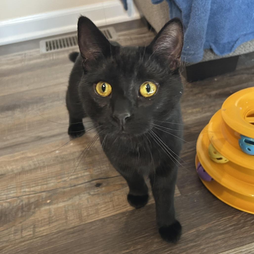 Enlarge Sasha Statoodle 55154, a Adoptable Domestic Short Hair in Eaton Rapids, MI image 3/3