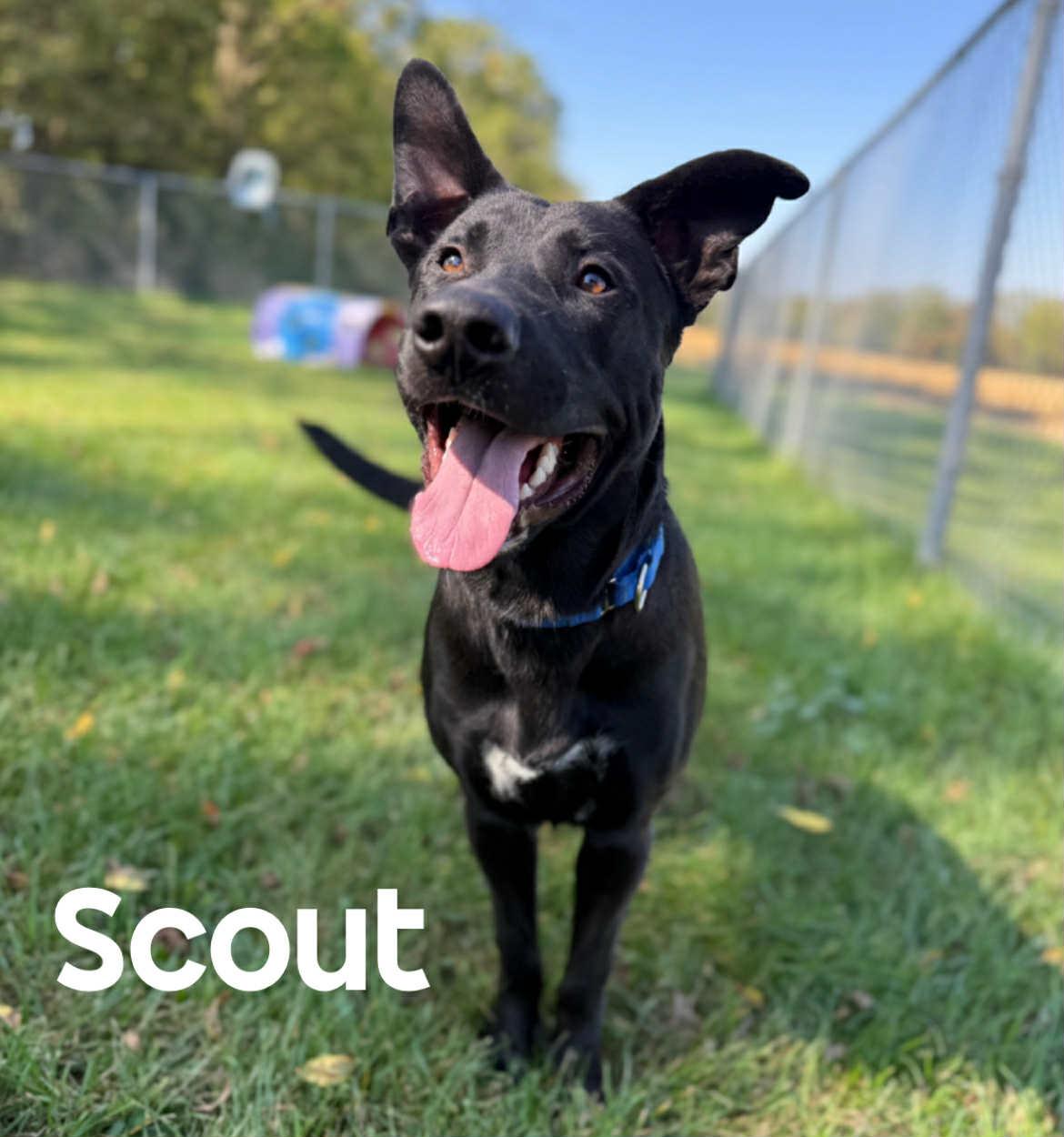Scout