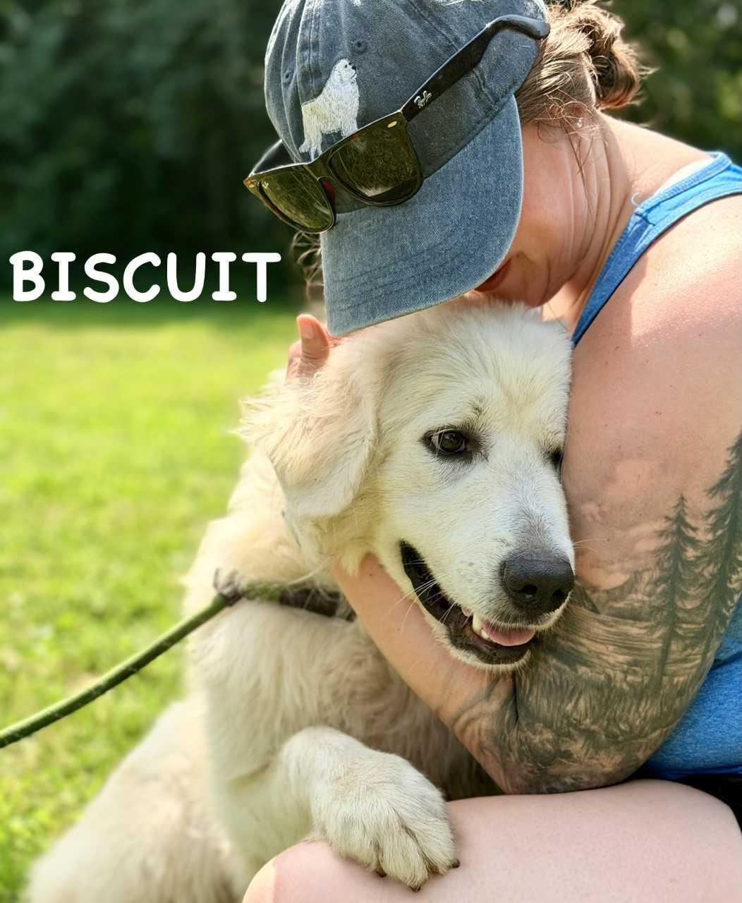 Biscuit - 9 months old - New to Rescue - Foster Needed, ADOPTABLE, Young Female Great Pyrenees.