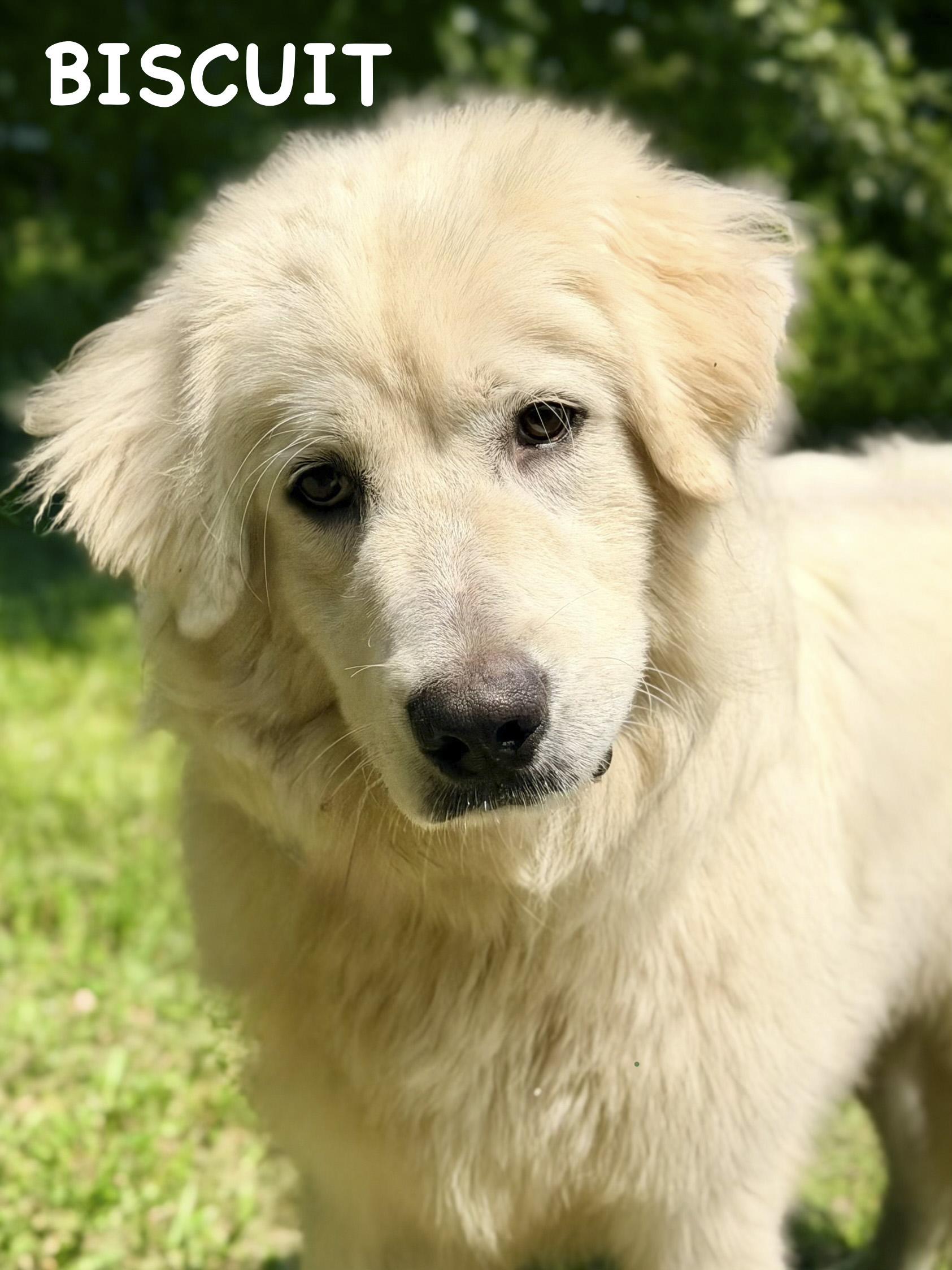 Enlarge Biscuit - 9 months old - New to Rescue - Foster Needed, a ADOPTABLE Great Pyrenees in Indianapolis, IN image 4/4
