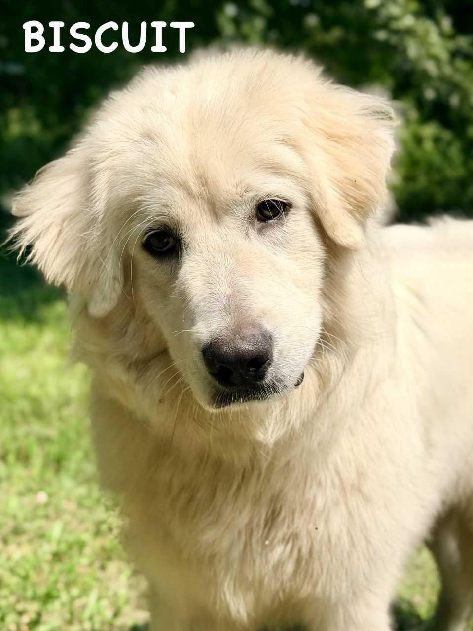 Enlarge Biscuit - 9 months old - New to Rescue - Foster Needed, a ADOPTABLE Great Pyrenees in Indianapolis, IN image 2/4