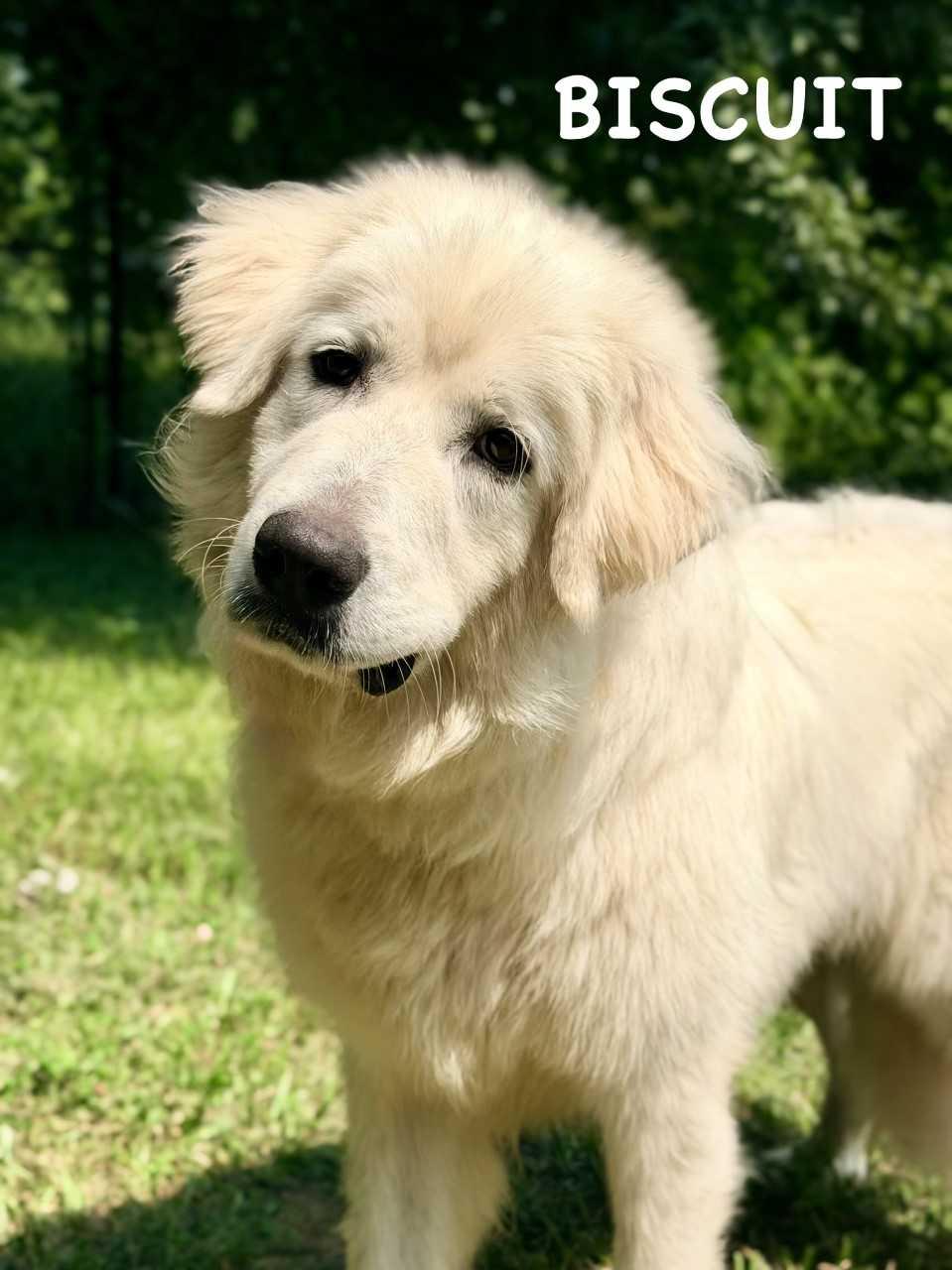 Enlarge Biscuit - 9 months old - New to Rescue - Foster Needed, a ADOPTABLE Great Pyrenees in Indianapolis, IN image 3/4