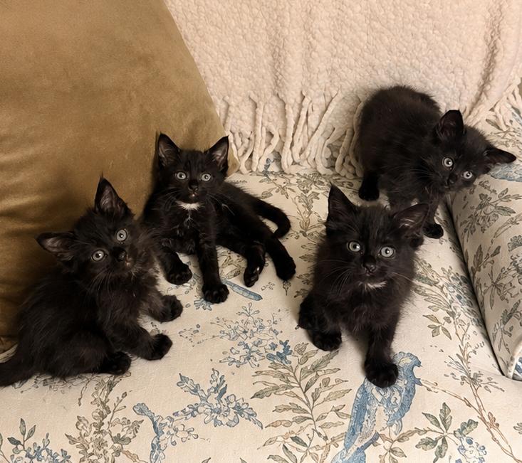 Enlarge Love Bug Kittens, a Adopted Domestic Medium Hair in Closter, NJ image 1/5