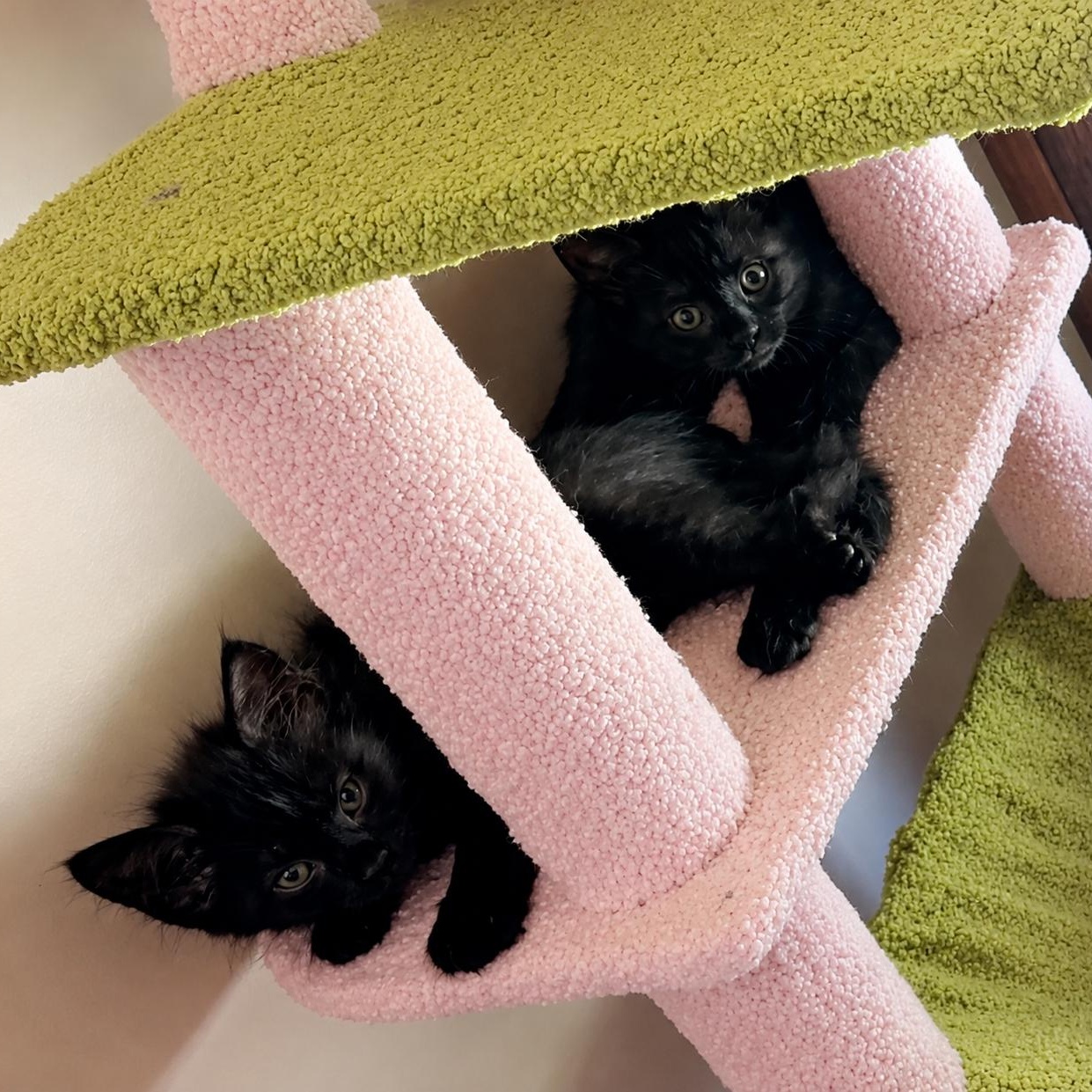 Enlarge Love Bug Kittens, a Adopted Domestic Medium Hair in Closter, NJ image 2/5