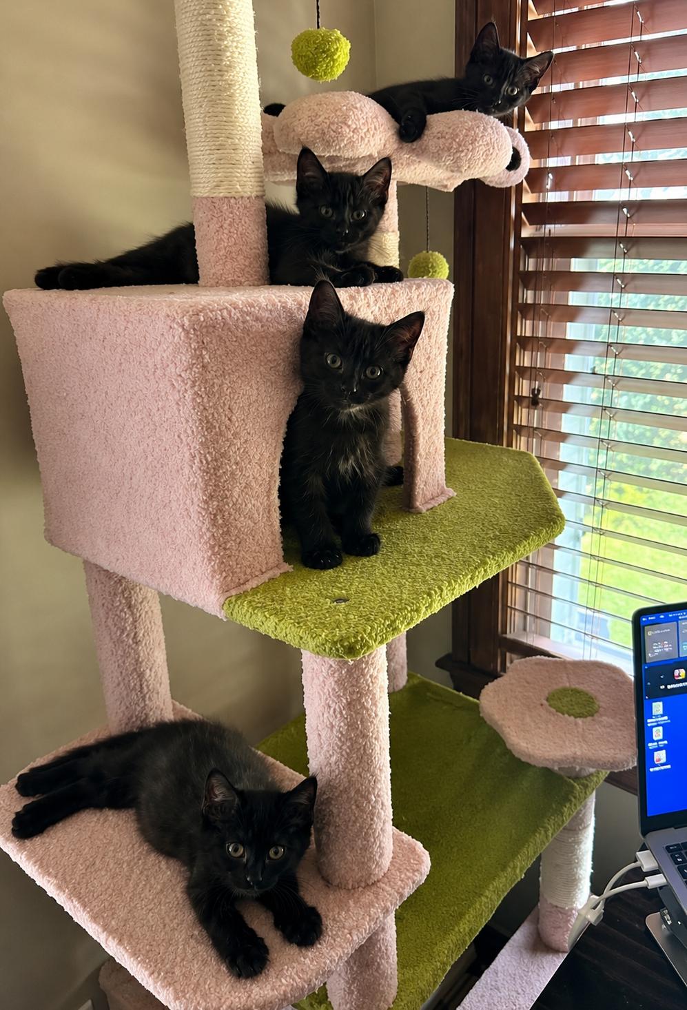 Enlarge Love Bug Kittens, a Adopted Domestic Medium Hair in Closter, NJ image 4/5