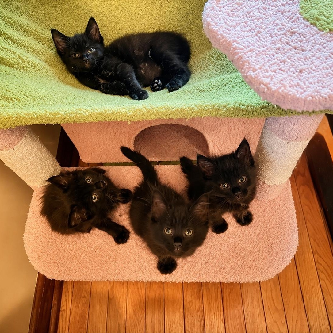 Enlarge Love Bug Kittens, a Adopted Domestic Medium Hair in Closter, NJ image 5/5