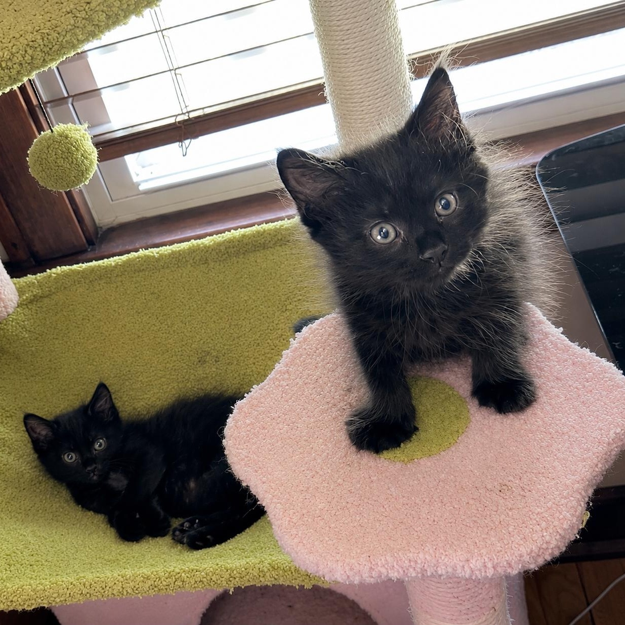 Enlarge Love Bug Kittens, a Adopted Domestic Medium Hair in Closter, NJ image 3/5