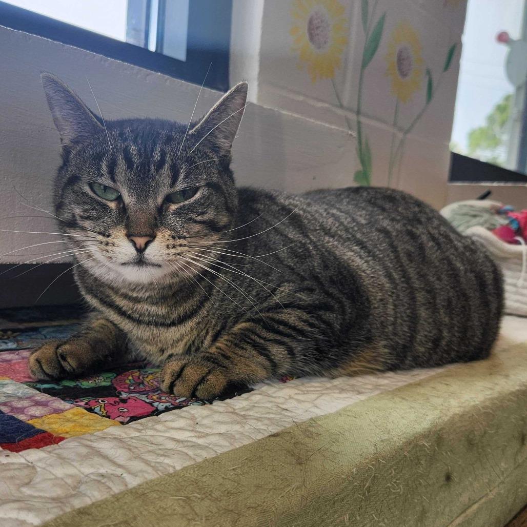 Clara, Adoptable, Adult Female Domestic Short Hair.