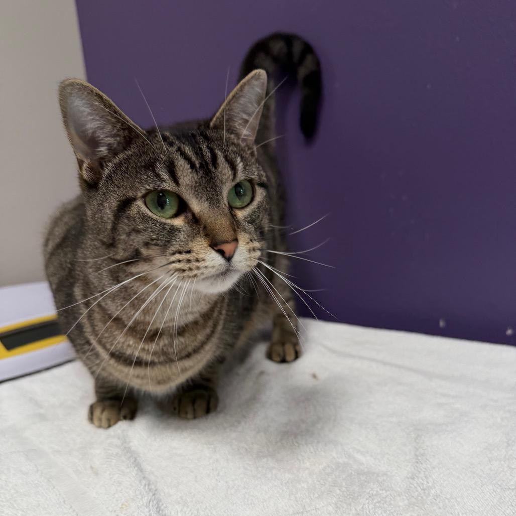 Clara, a Adoptable Domestic Short Hair in Englewood, FL image 2/3