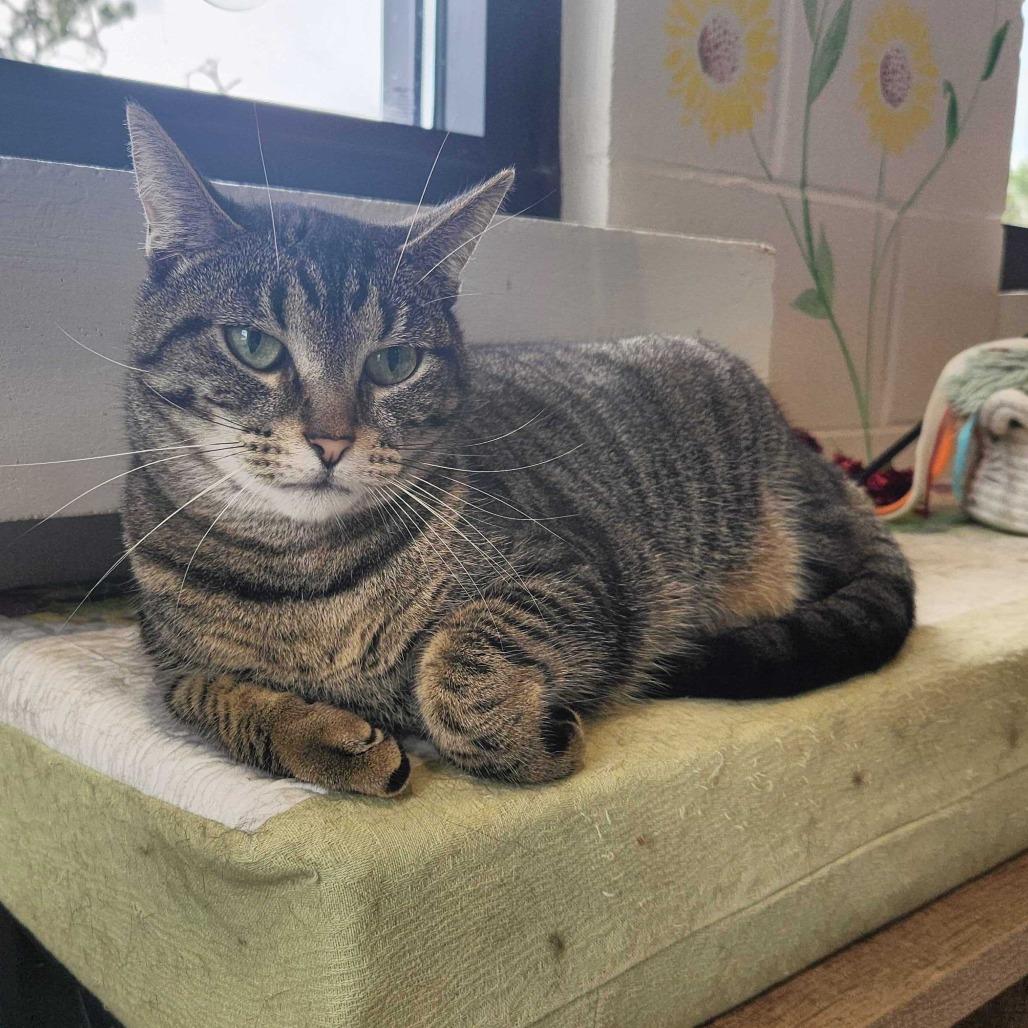 Clara, a Adoptable Domestic Short Hair in Englewood, FL image 3/3