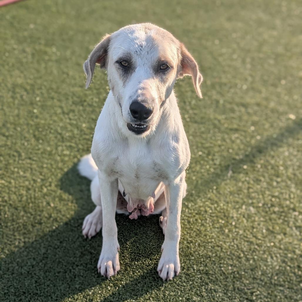 Christie, a Adoptable mixed breed in Bryan, TX image 1/6