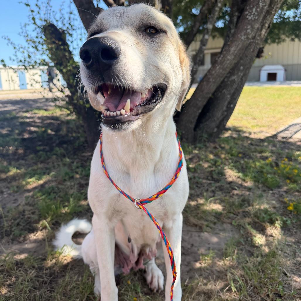 Christie, a Adoptable mixed breed in Bryan, TX image 2/6