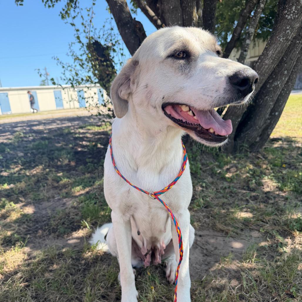 Christie, a Adoptable mixed breed in Bryan, TX image 3/6