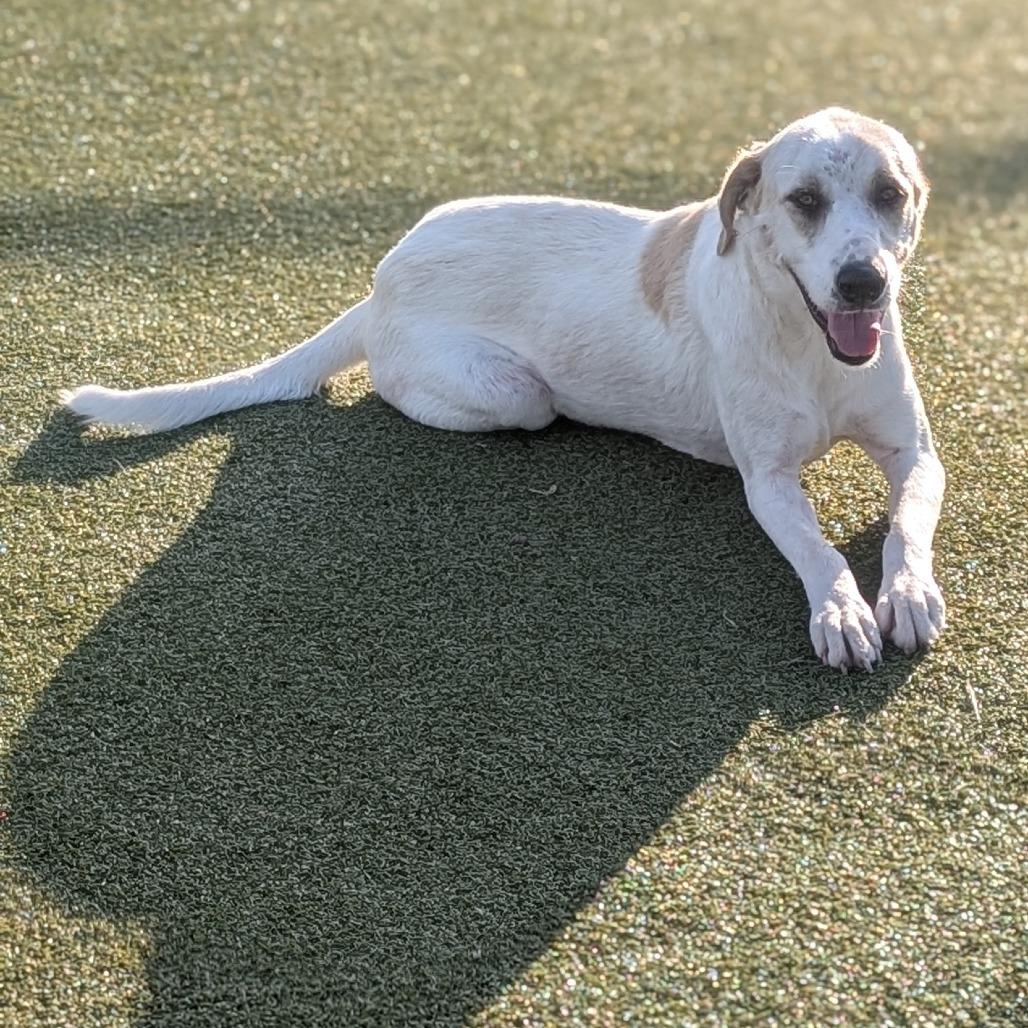 Christie, a Adoptable mixed breed in Bryan, TX image 4/6