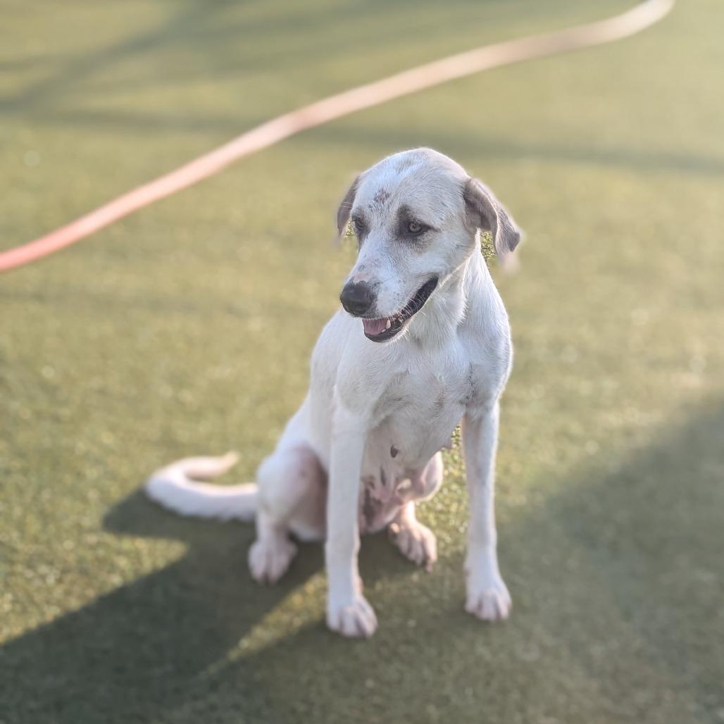 Christie, a Adoptable mixed breed in Bryan, TX image 5/6