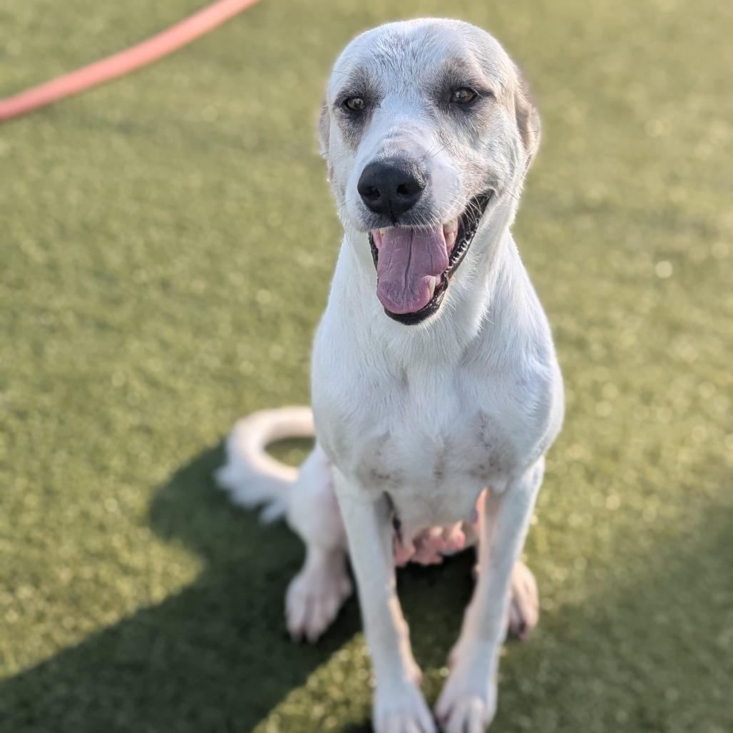 Christie, a Adoptable mixed breed in Bryan, TX image 6/6