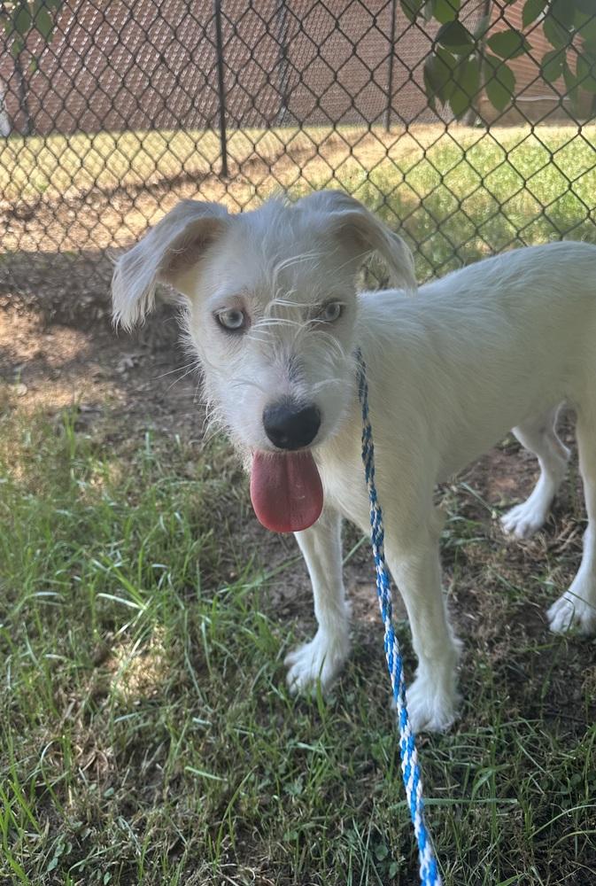 Enlarge Candy, a Adoptable mixed breed in Dawson, GA image 2/4