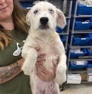 Enlarge Candy, a Adoptable mixed breed in Dawson, GA image 2/2