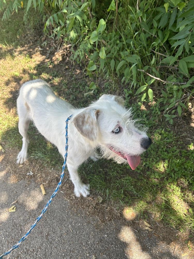 Enlarge Candy, a Adoptable mixed breed in Dawson, GA image 4/4