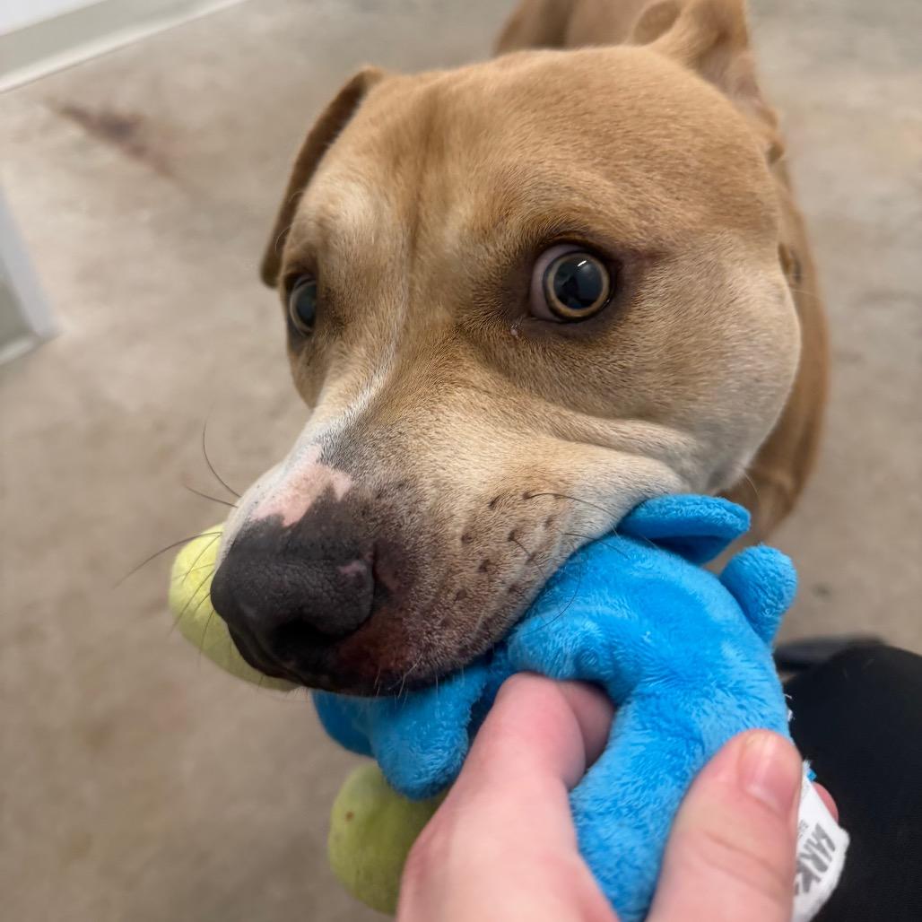 Blaze, Adoptable, Adult Male Pit Bull Terrier & Terrier.