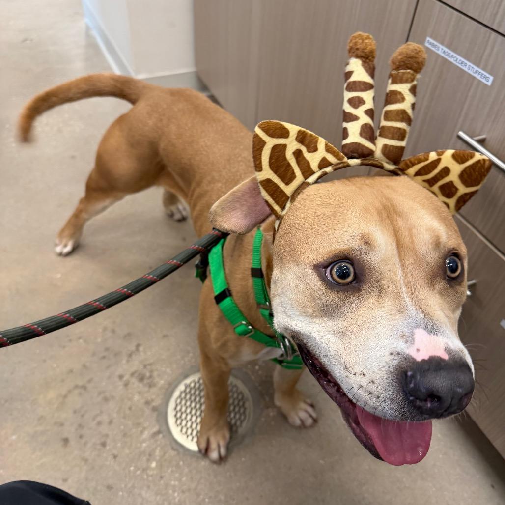 Blaze, a Adoptable mixed breed in Clearwater, FL image 2/6