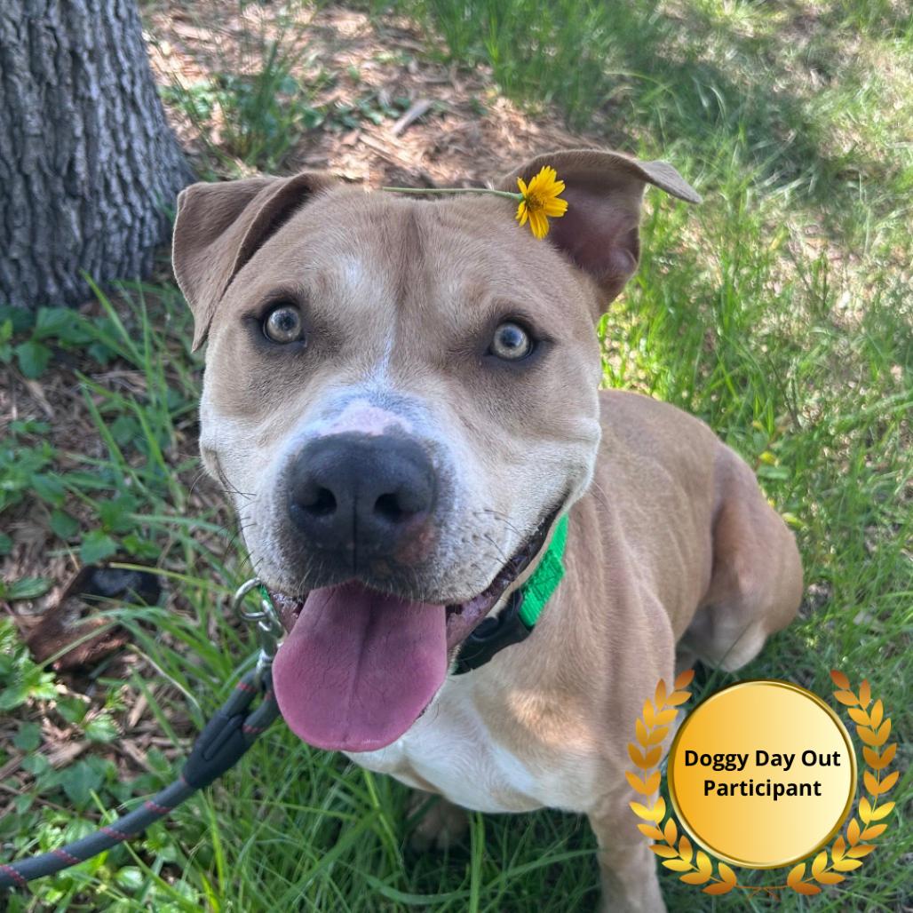 Blaze, a Adoptable mixed breed in Clearwater, FL image 3/6