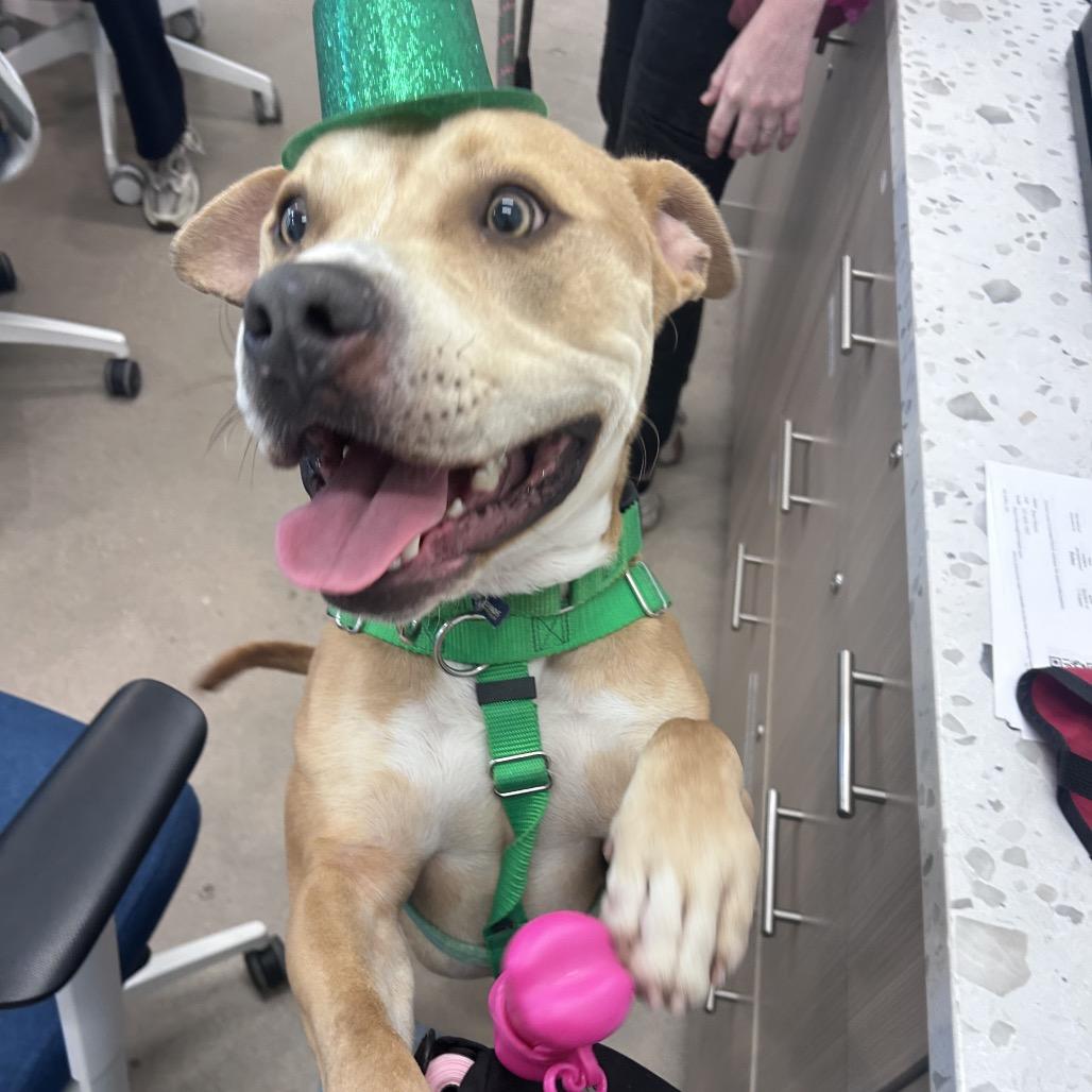 Blaze, a Adoptable mixed breed in Clearwater, FL image 4/6