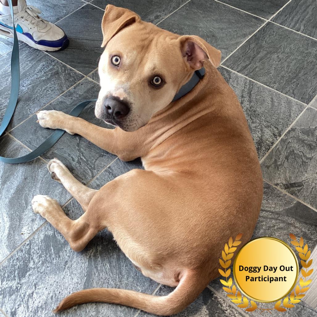 Blaze, a Adoptable mixed breed in Clearwater, FL image 2/4