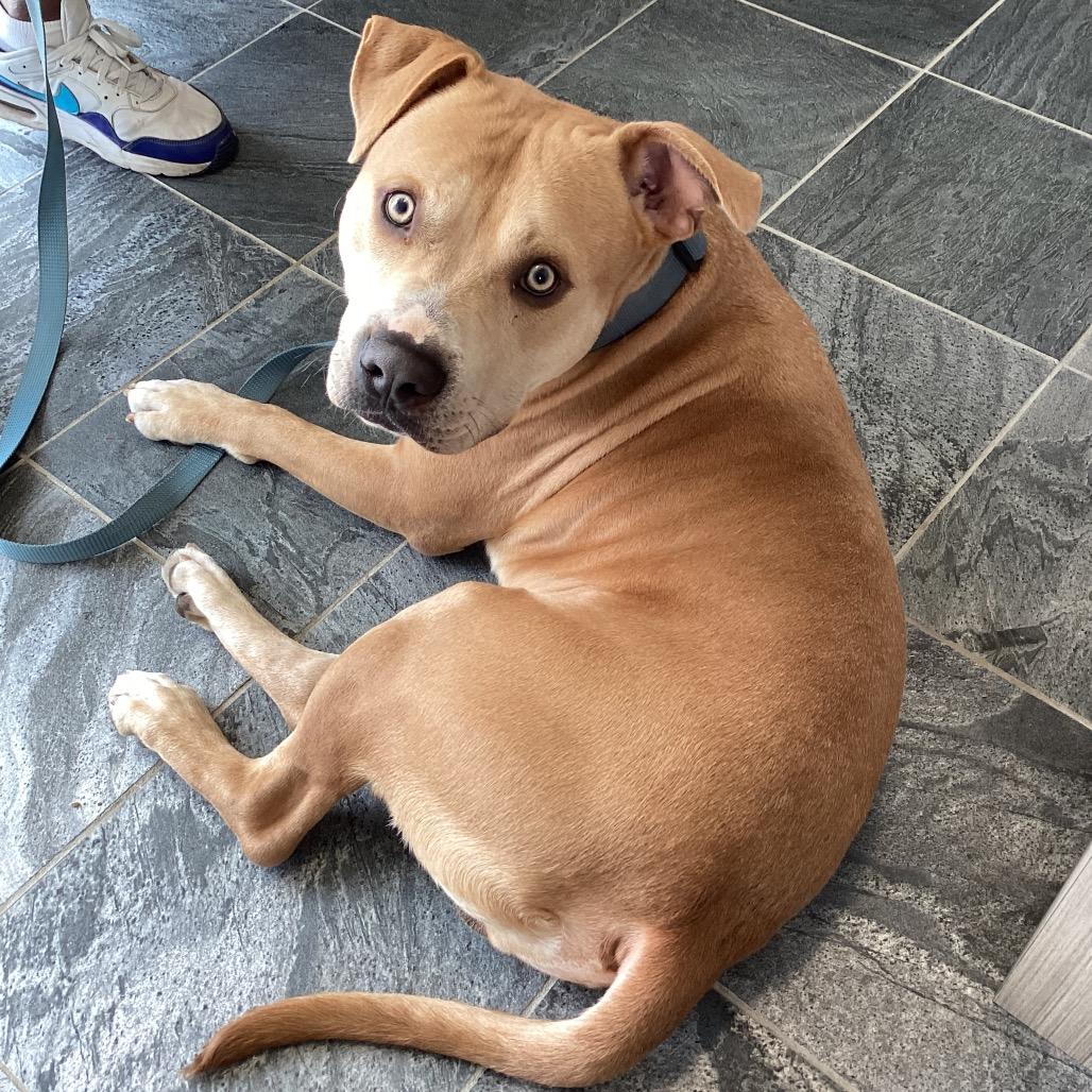 Enlarge Blaze, a Adoptable mixed breed in Clearwater, FL image 1/1