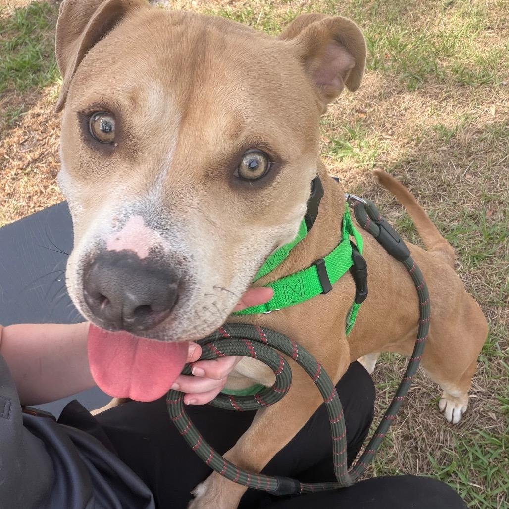 Blaze, a Adoptable mixed breed in Clearwater, FL image 4/4
