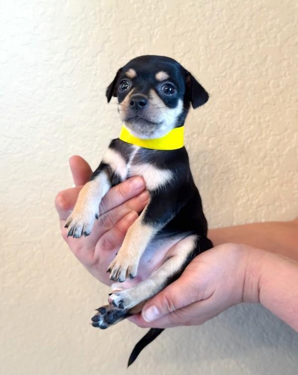 Enlarge Eggnog, a ADOPTABLE Chihuahua in Southport, CT image 4/6