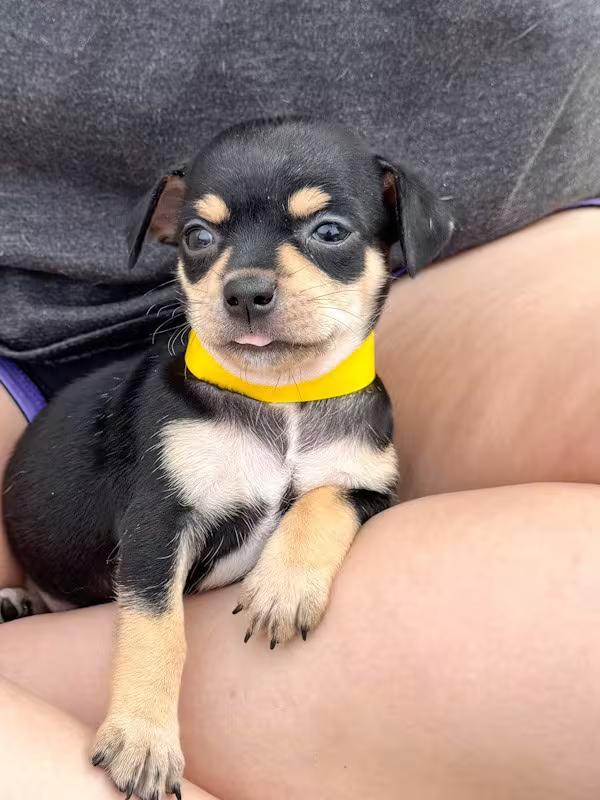 Enlarge Eggnog, a ADOPTABLE Chihuahua in Southport, CT image 5/6