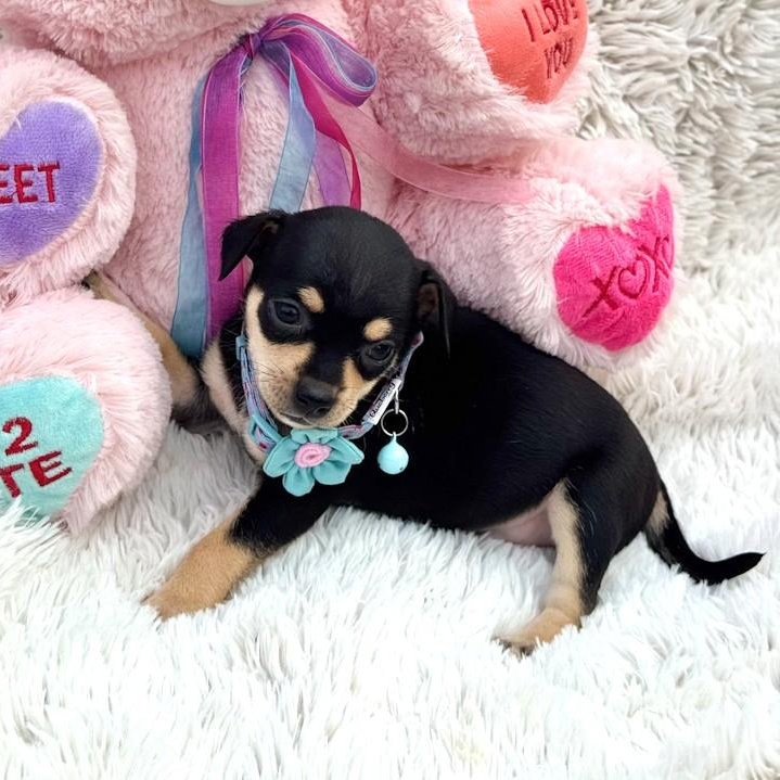 Enlarge Eggnog, a ADOPTABLE Chihuahua in Southport, CT image 2/6