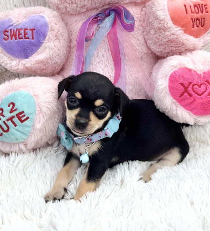 Eggnog, ADOPTABLE, Puppy Female Chihuahua.